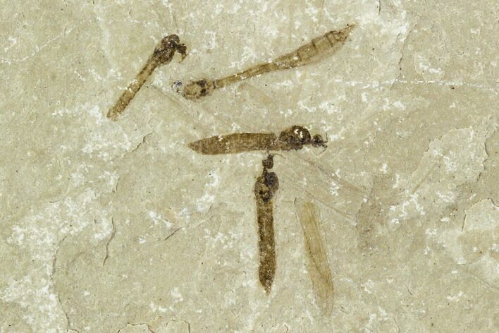 Fossil Crane Fly (Pronophlebia) Cluster - Green River Formation, Utah #111386